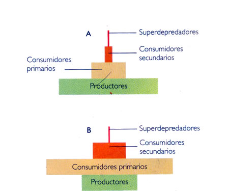 Pirámides de biomasa.